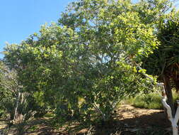 Image of Eucalyptus mooreana Maiden