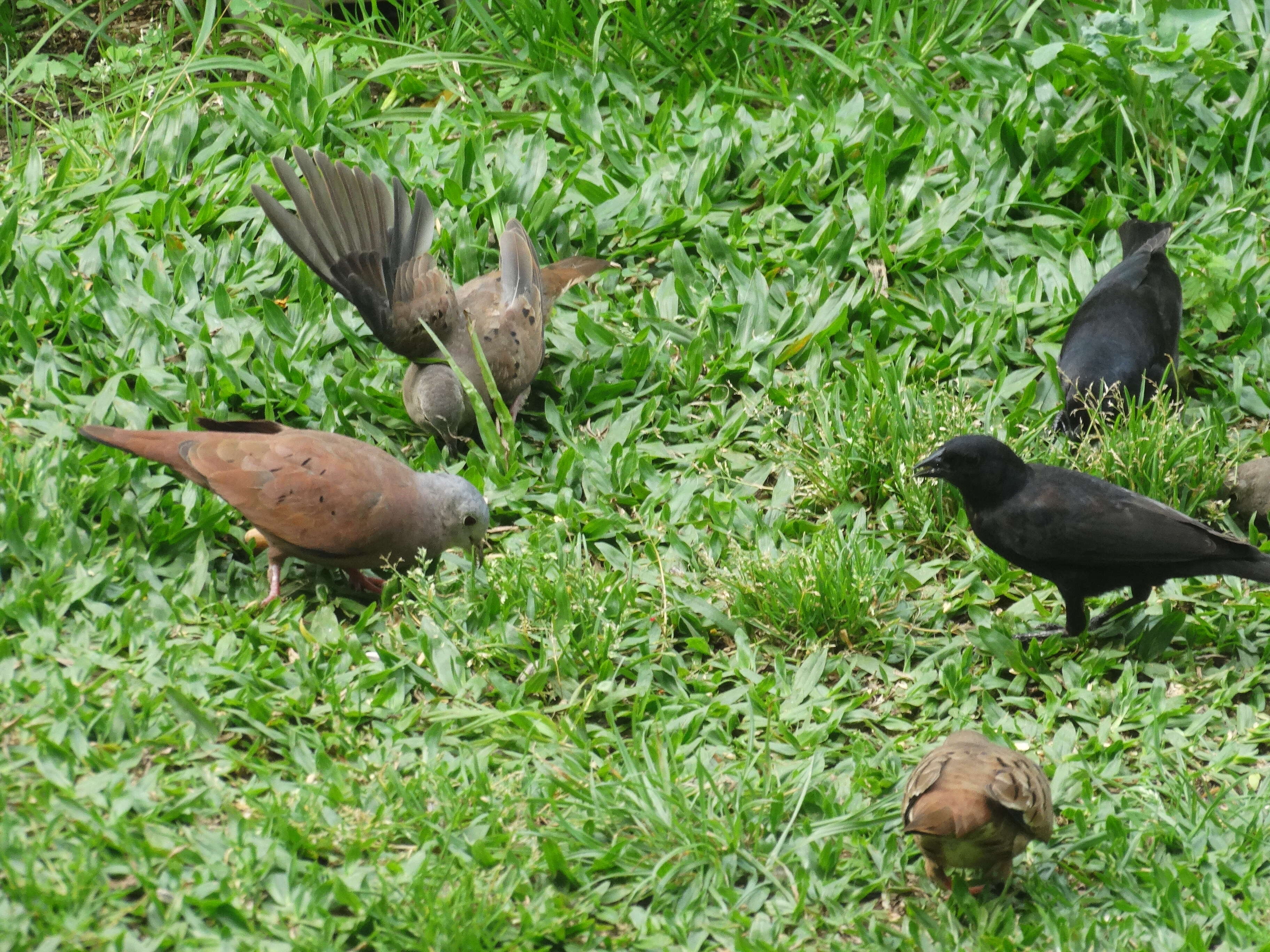 Image of Ruddy Ground Dove