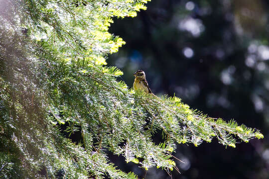 Image of Black-headed Grosbeak