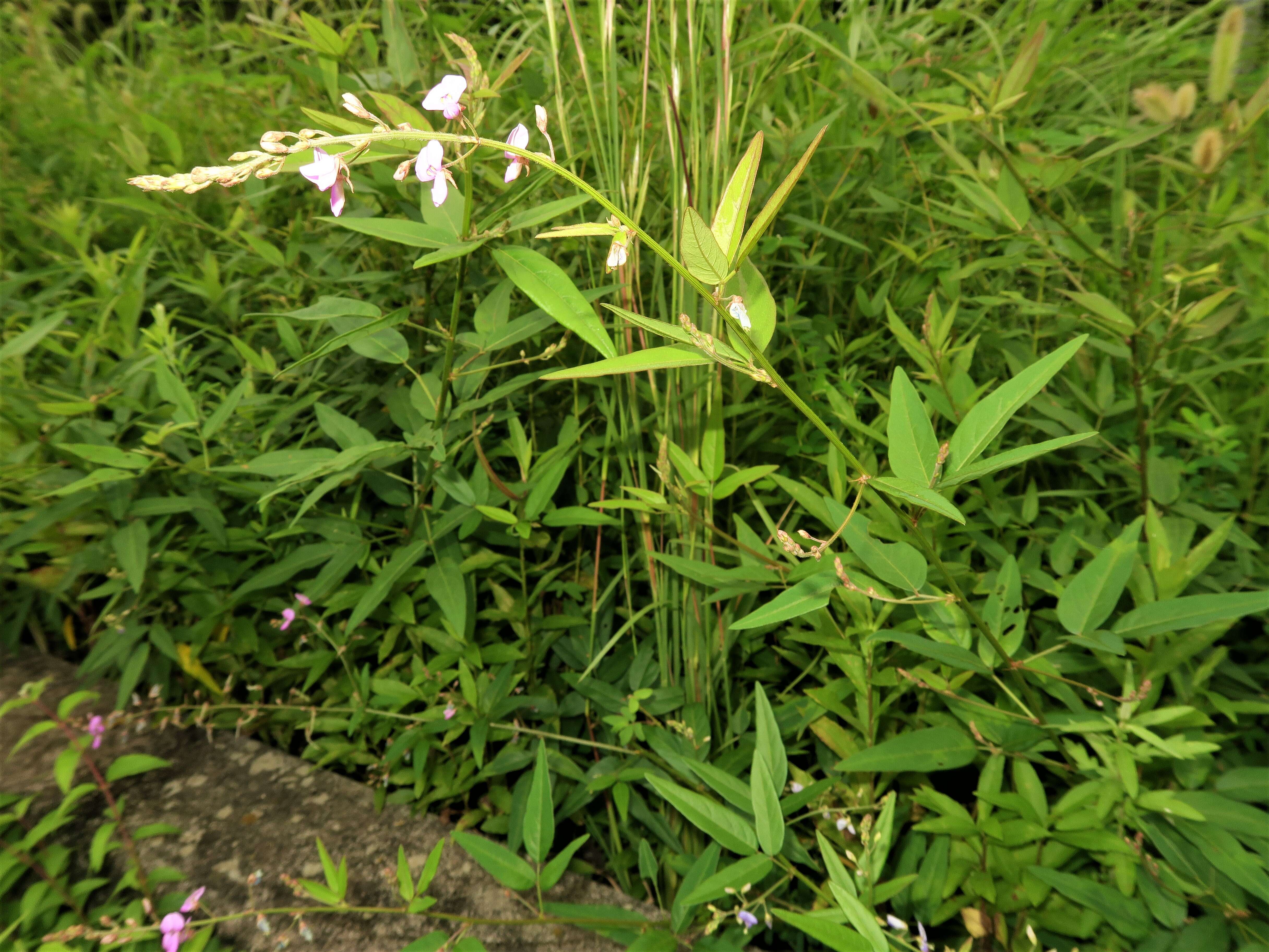 Image of panicledleaf ticktrefoil