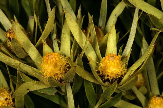 Plancia ëd Leucadendron xanthoconus (Kuntze) K. Schum.