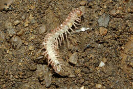 Image of Polydesmus