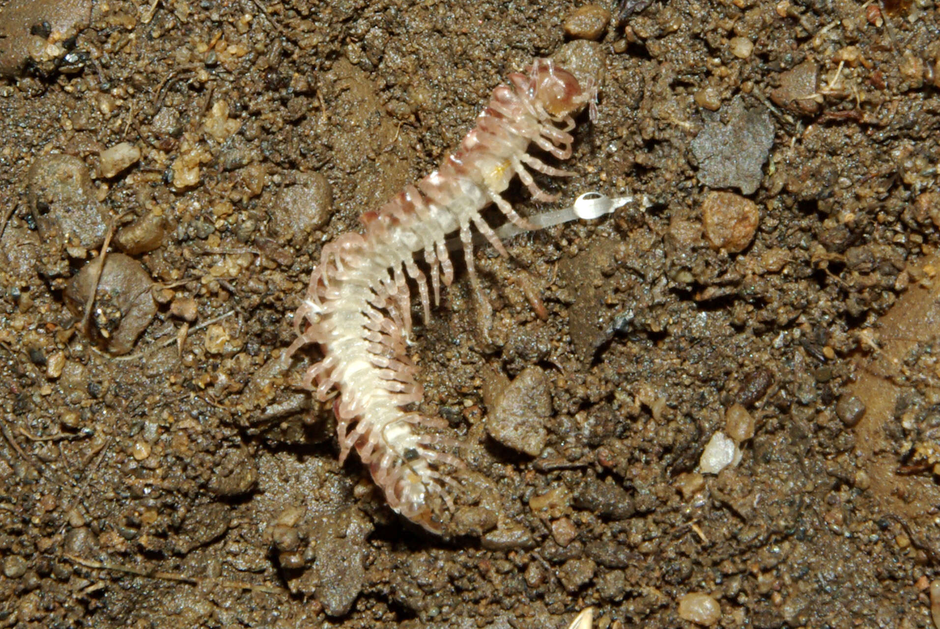 Image of Polydesmus