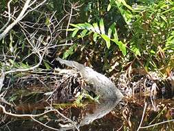 Image of American Crocodile