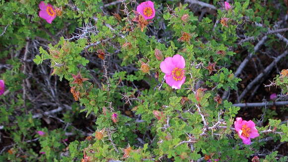 Image of Baja rose