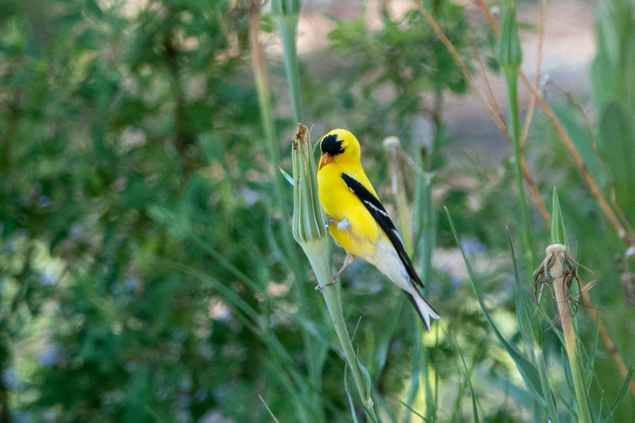 Image of American Goldfinch