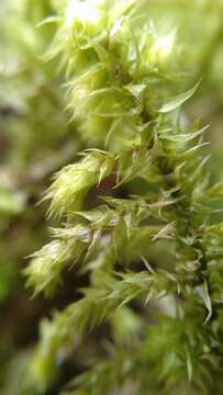 Image of Electrified Cat's Tail Moss