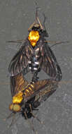 Image of Golden-backed Snipe Fly