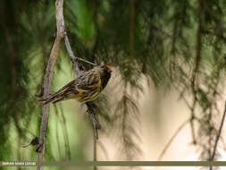 Image of Fire-fronted Serin