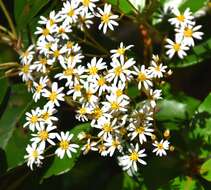 Image of Olearia avicenniifolia (Raoul) Hook. fil.