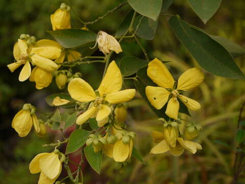 Plancia ëd Senna macranthera (Collad.) H. S. Irwin & Barneby