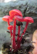 Image of Cruentomycena