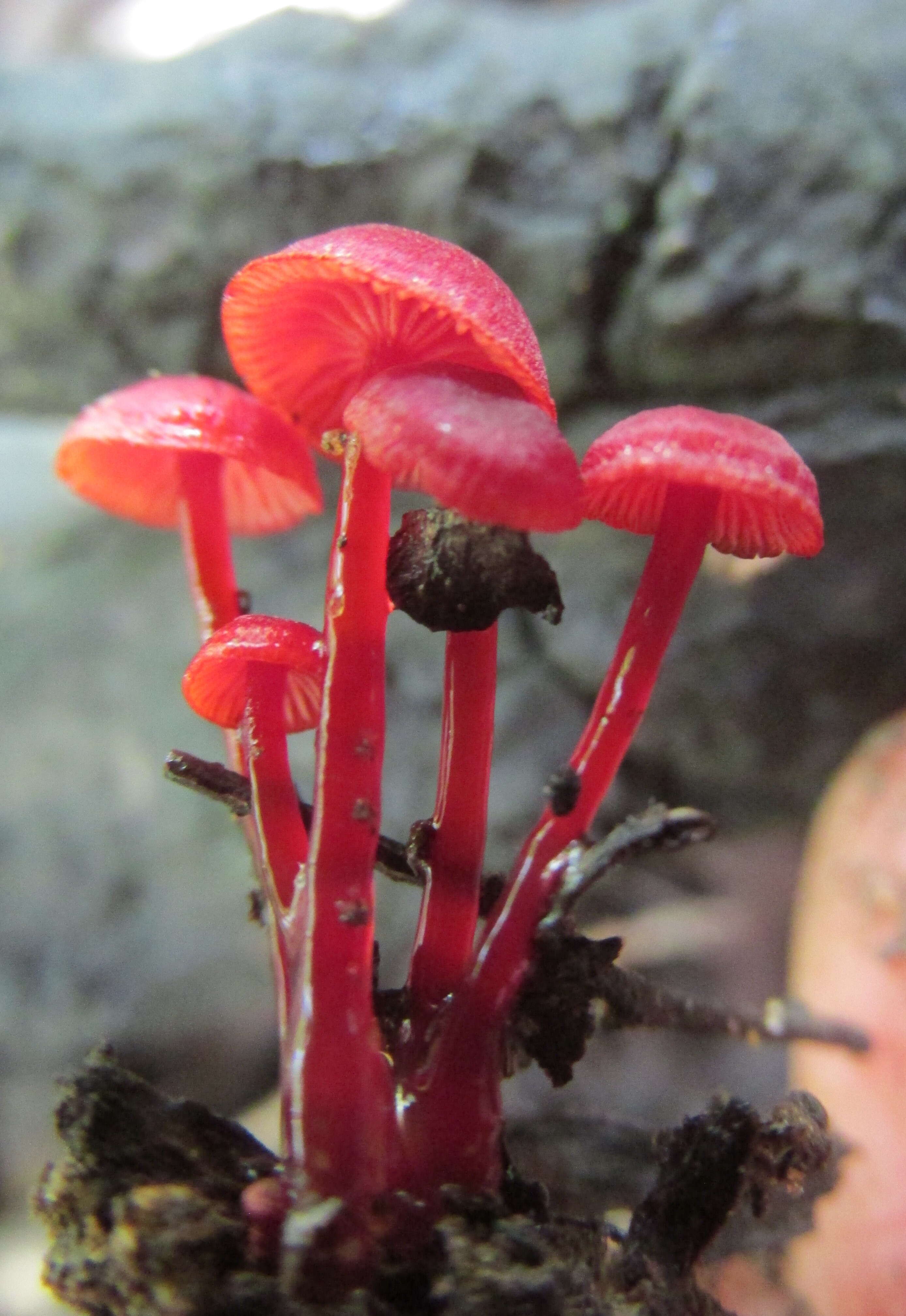 Image of Cruentomycena