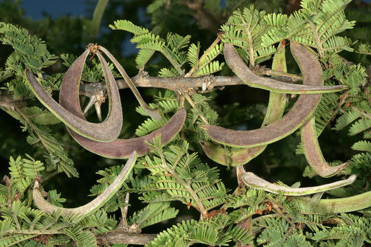 Image of Vachellia robusta (Burch.) Kyal. & Boatwr.