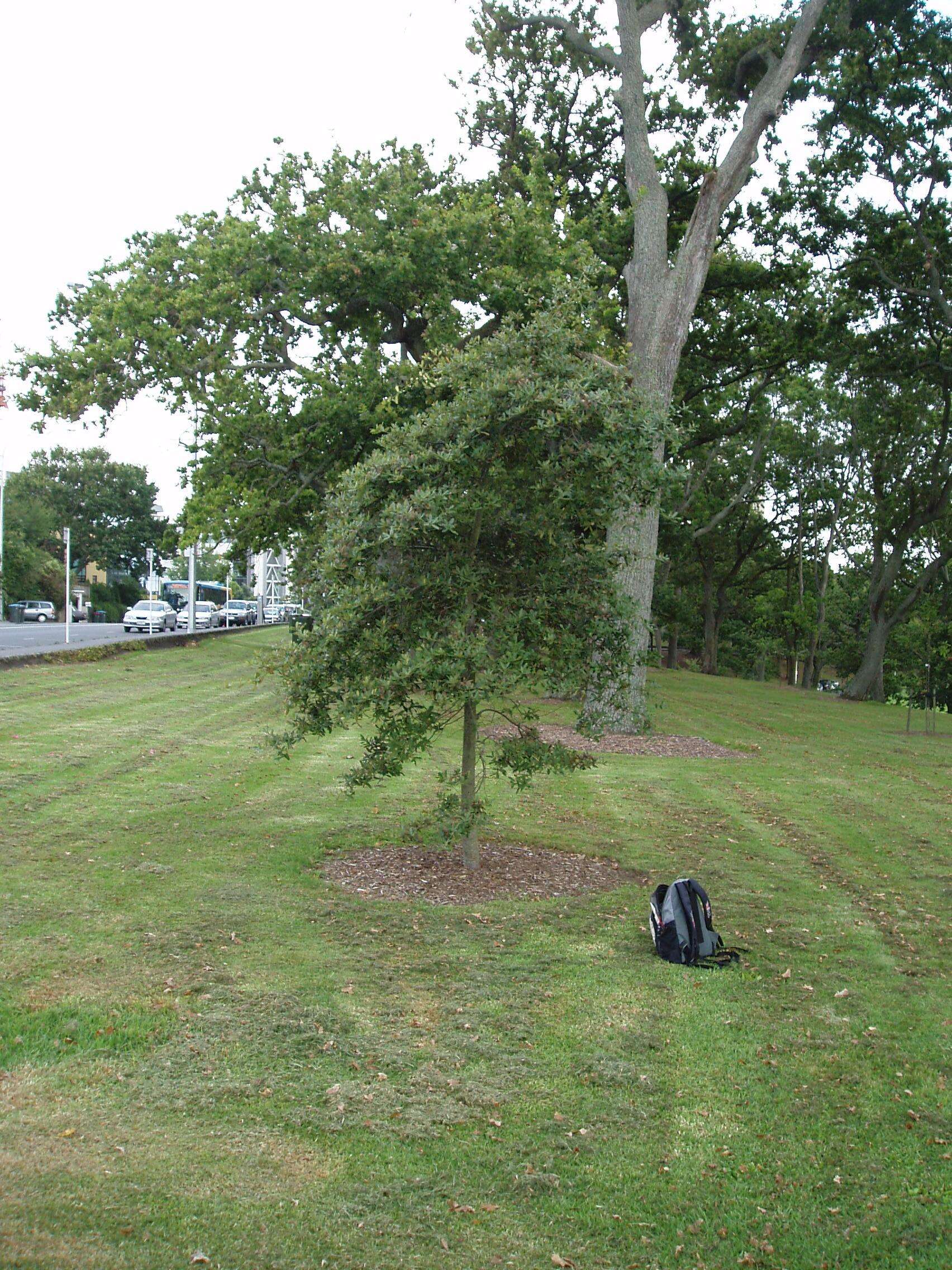 Imagem de Quercus crassipes Bonpl.