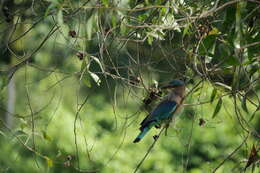 Imagem de Coracias benghalensis (Linnaeus 1758)