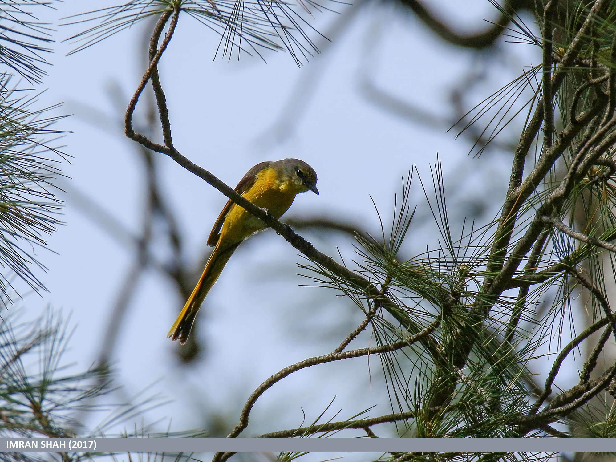 Image of Long-tailed Minivet