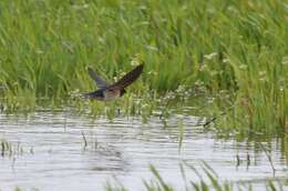 Image of Hirundo Linnaeus 1758