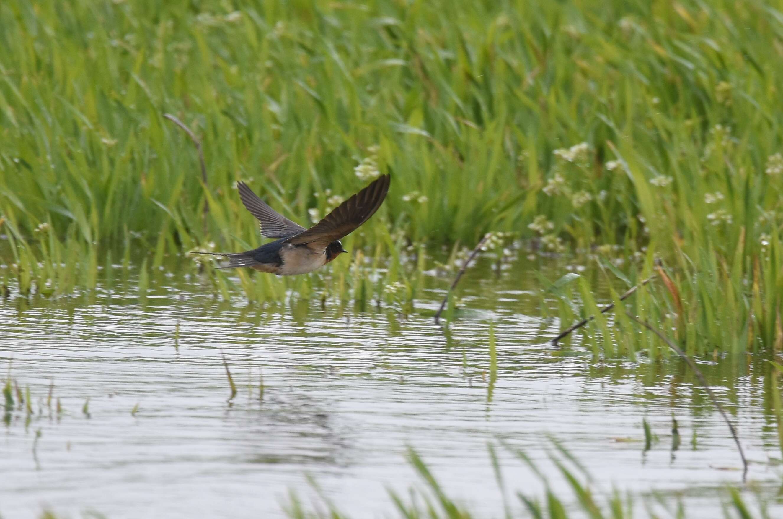 Image of Hirundo Linnaeus 1758