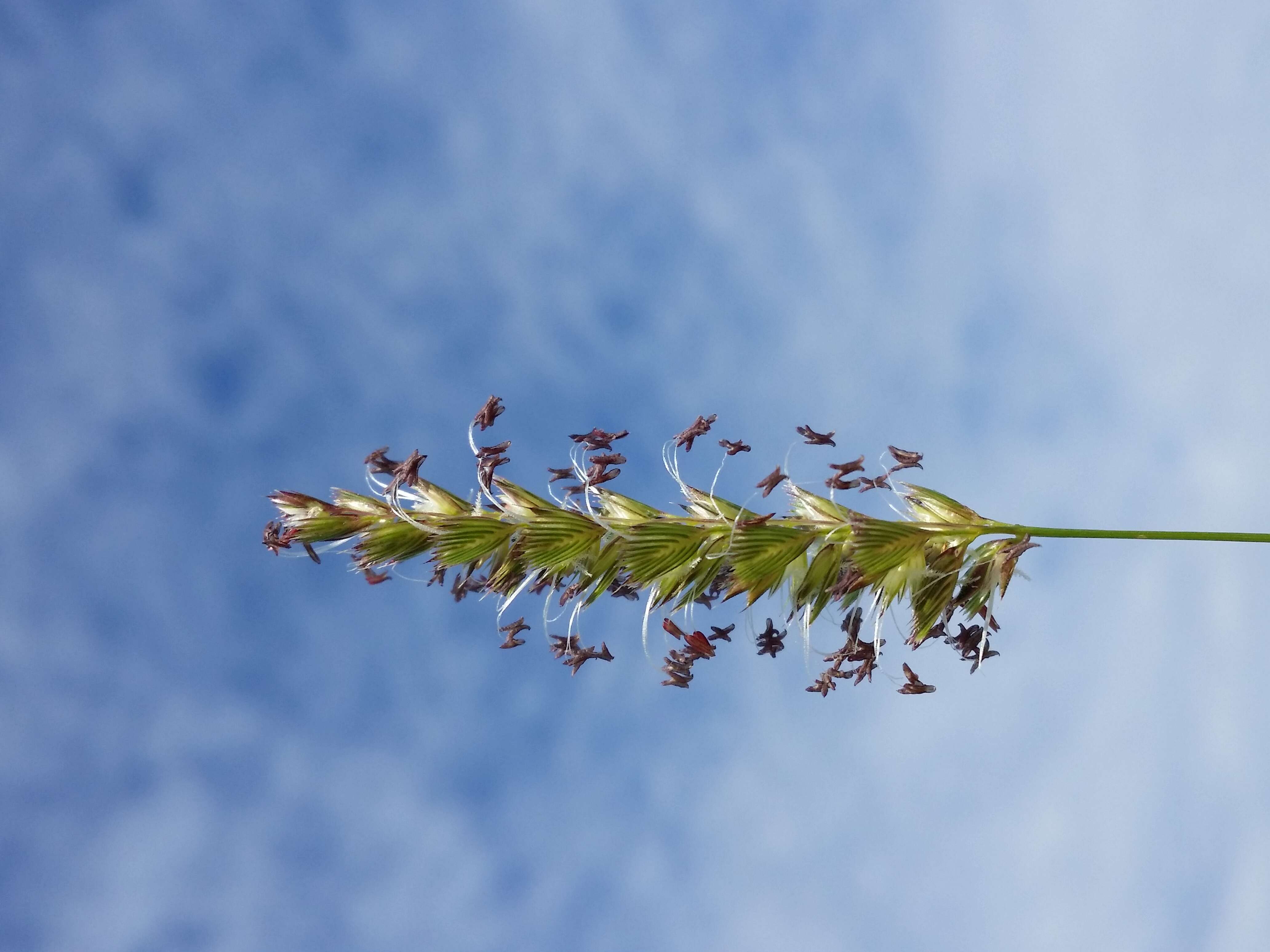 Image of Crested dogstail grass