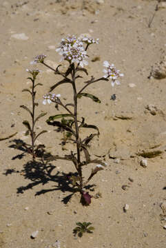 Plancia ëd Iberis amara L.