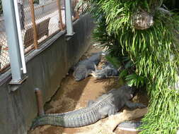 Image of alligators