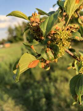 Image de Puccinia coronata Corda 1837