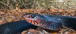 Image of Eastern Indigo Snake