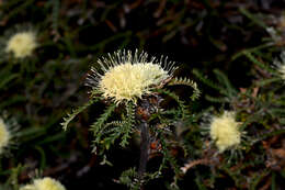 Image of Banksia kippistiana (Meissn.) A. R. Mast & K. R. Thiele