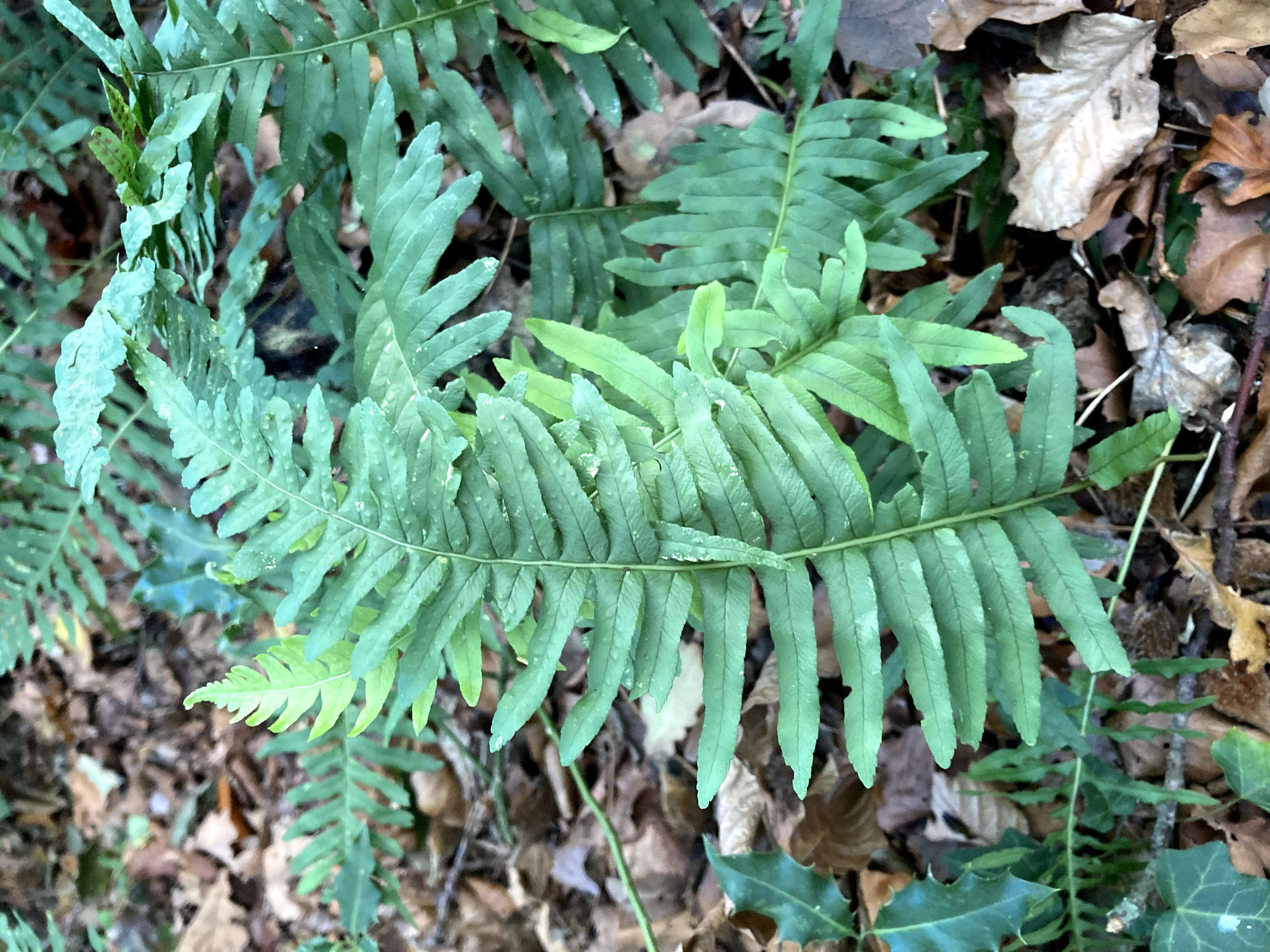 Image de Polypode