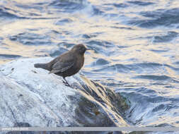 Image of Brown Dipper