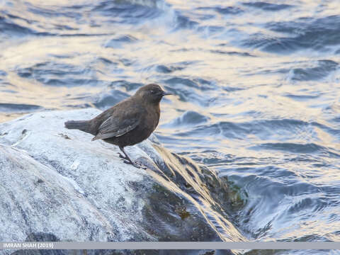 Image of Brown Dipper