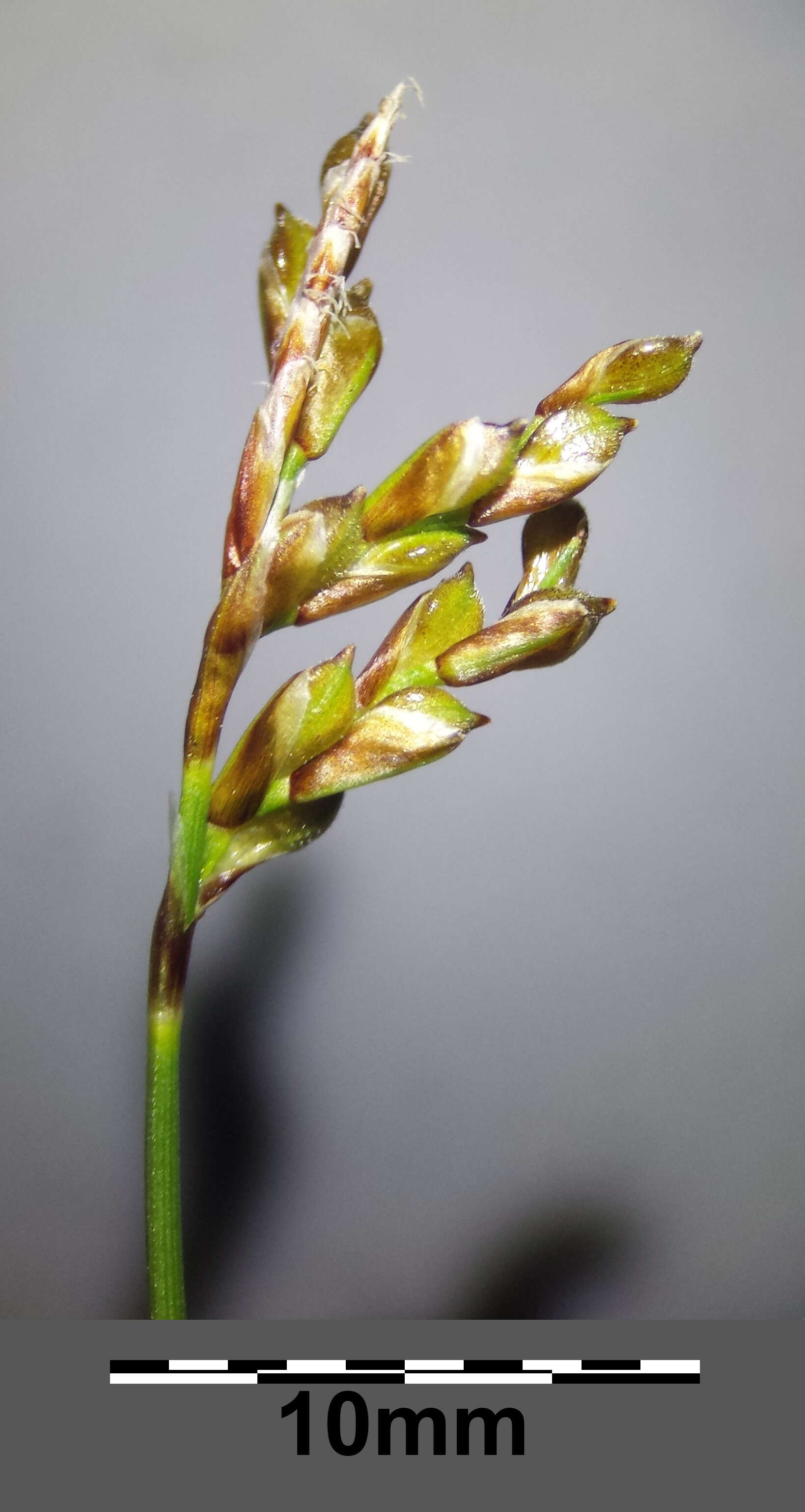 Image of Carex ornithopoda Willd.