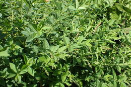 Image of two-leaf vetch