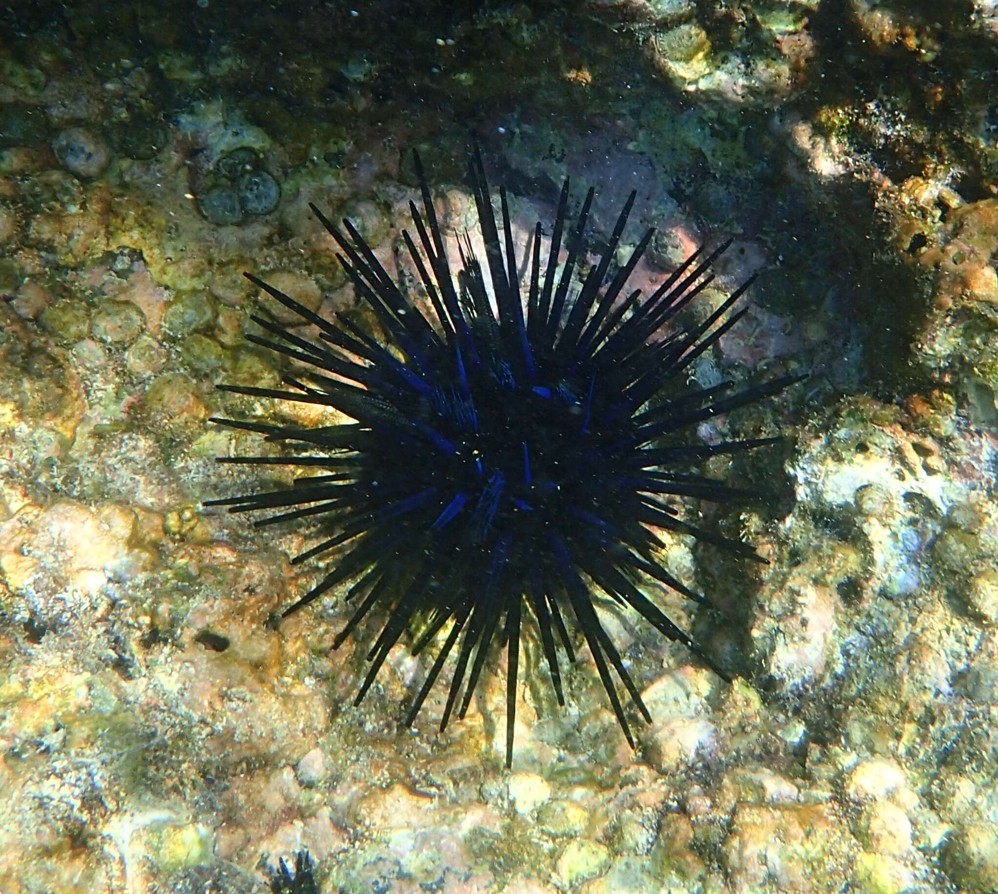 Image of Diadema urchin