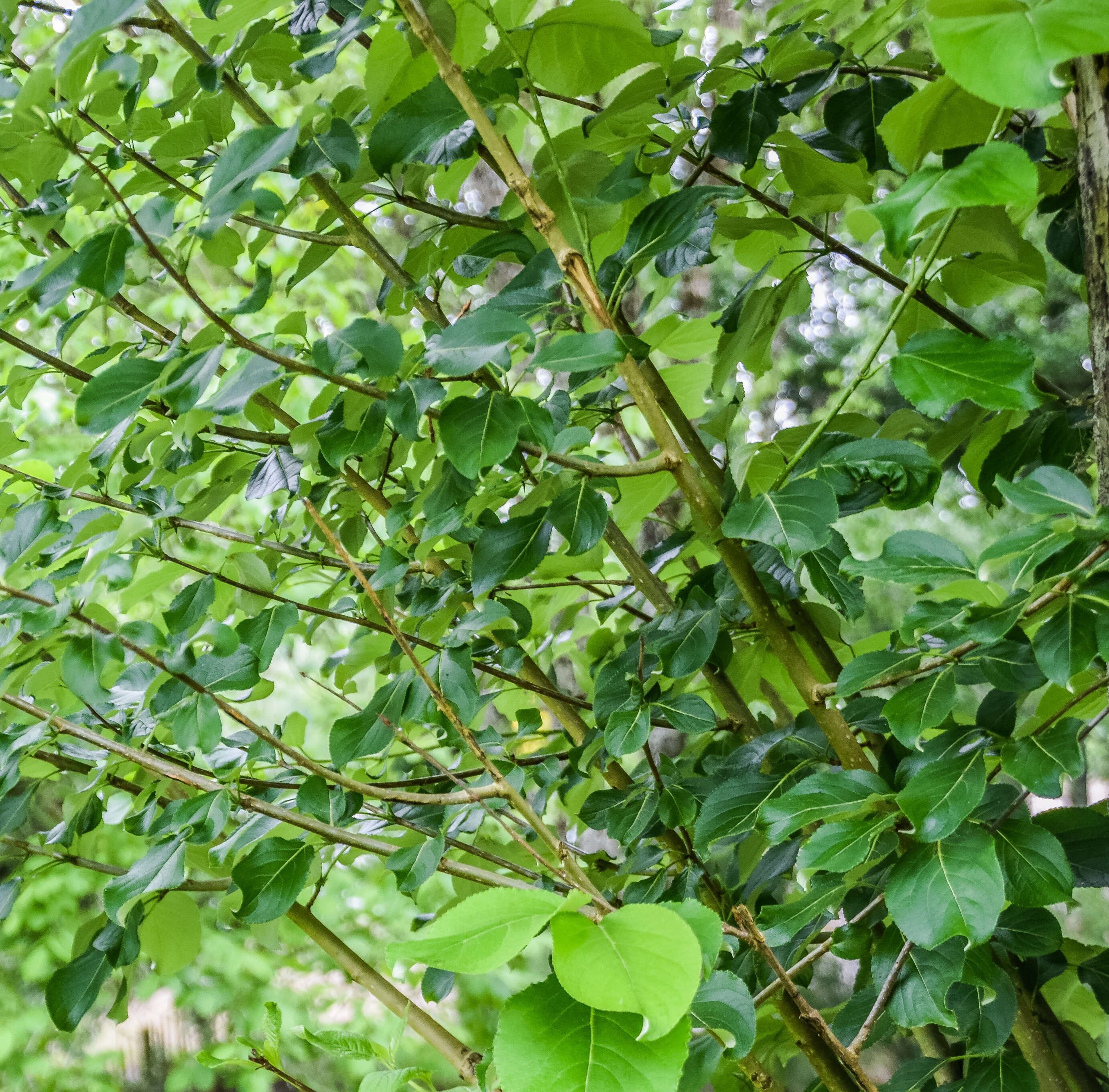 Image of Populus suaveolens Fisch.