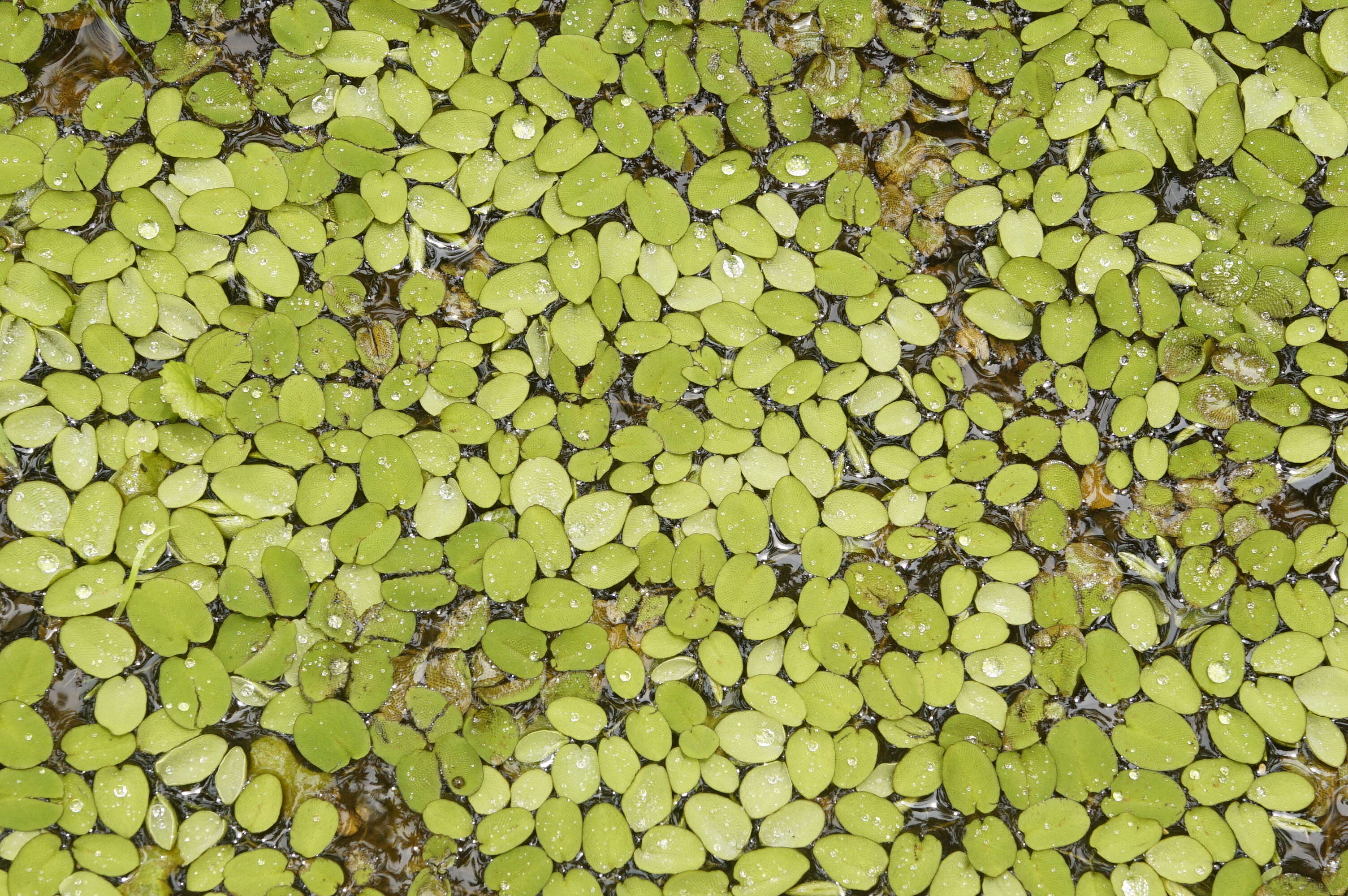 Image of eared watermoss