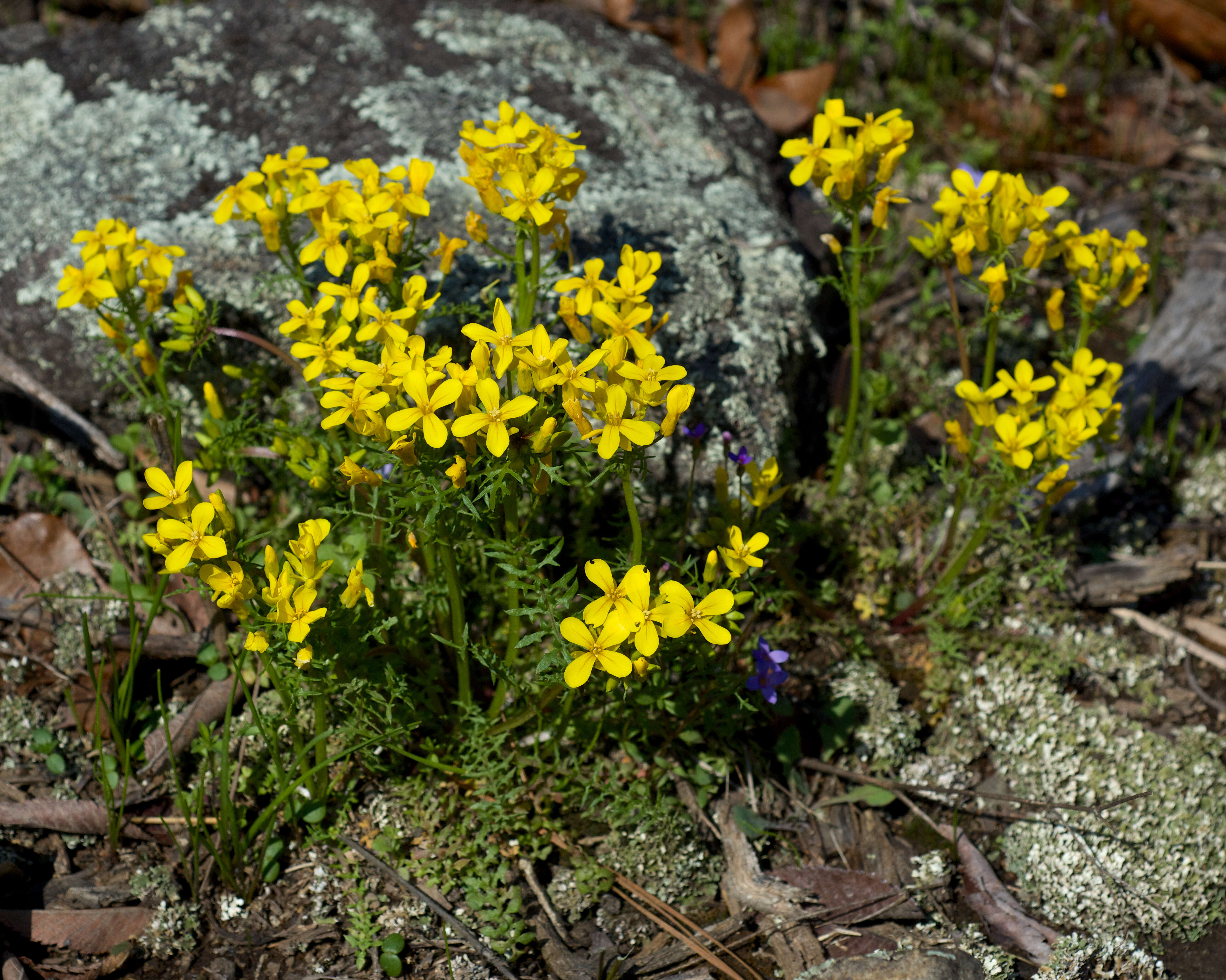 Image of golden selenia