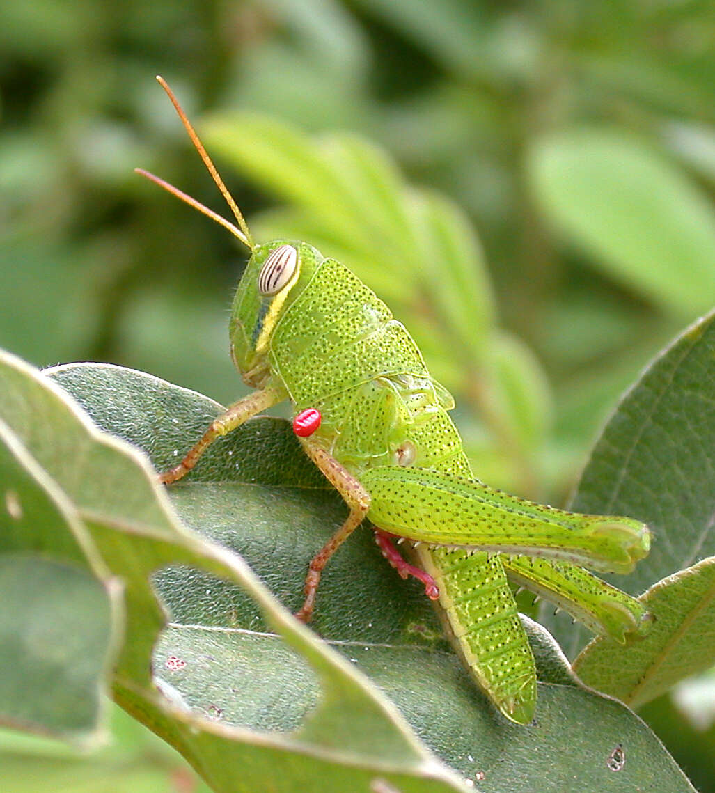 Image of Chondracris rosea (De Geer 1773)