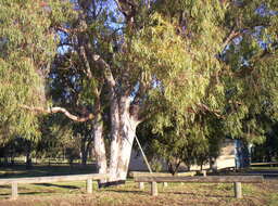 Image of cabbage gum