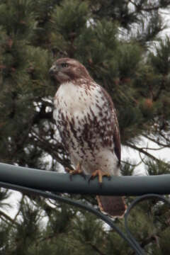 Image of Eastern Red-tailed Hawk