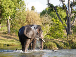 Image of Indian elephant