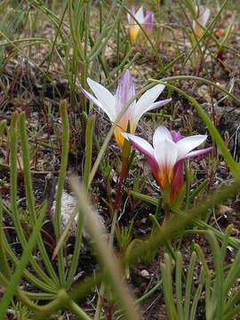 Image of Romulea toximontana M. P. de Vos