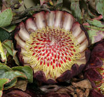 Image de Protea amplexicaulis (Salisb.) R. Br.