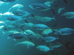 Image of Darkfin amberjack