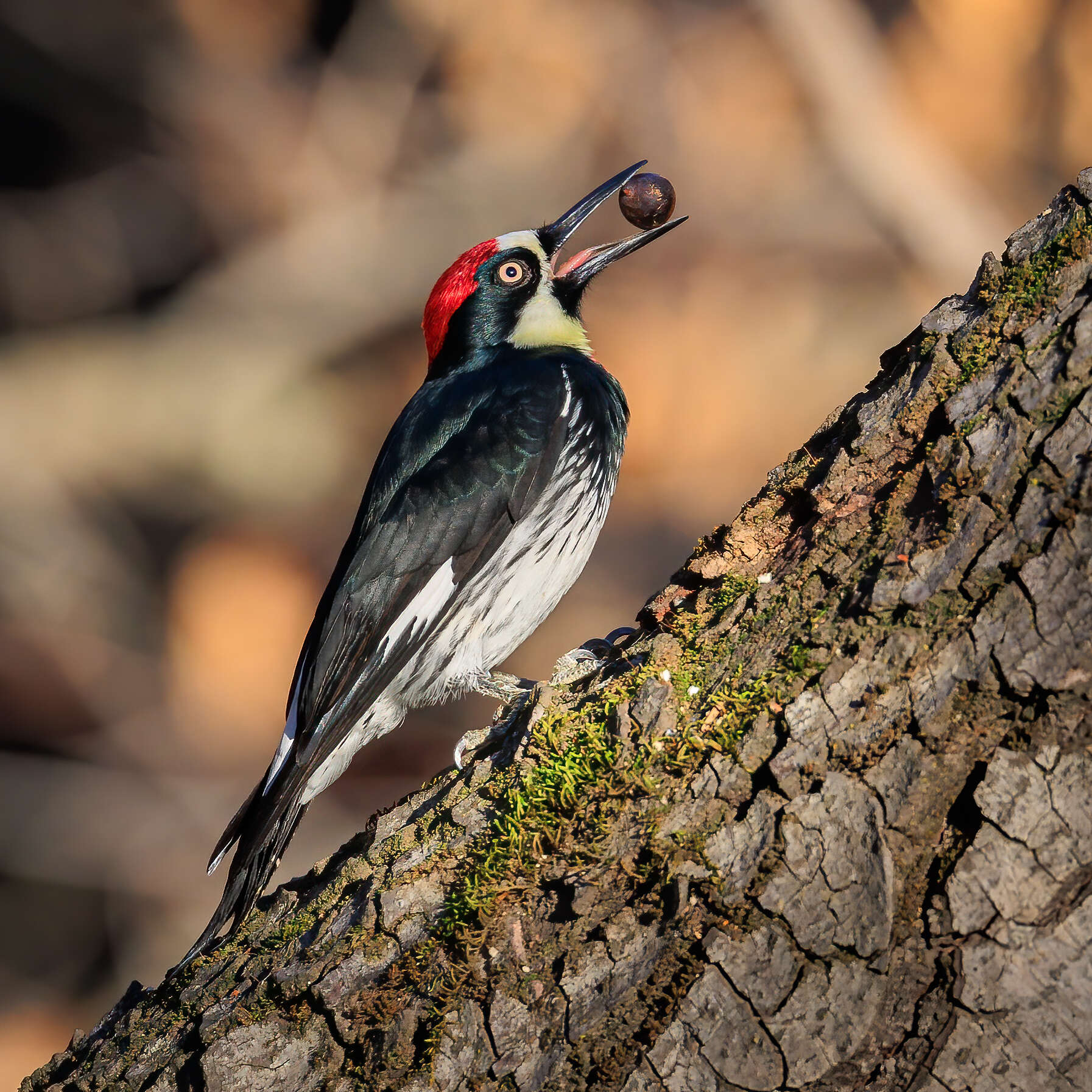 Image of Acorn Woodpecker