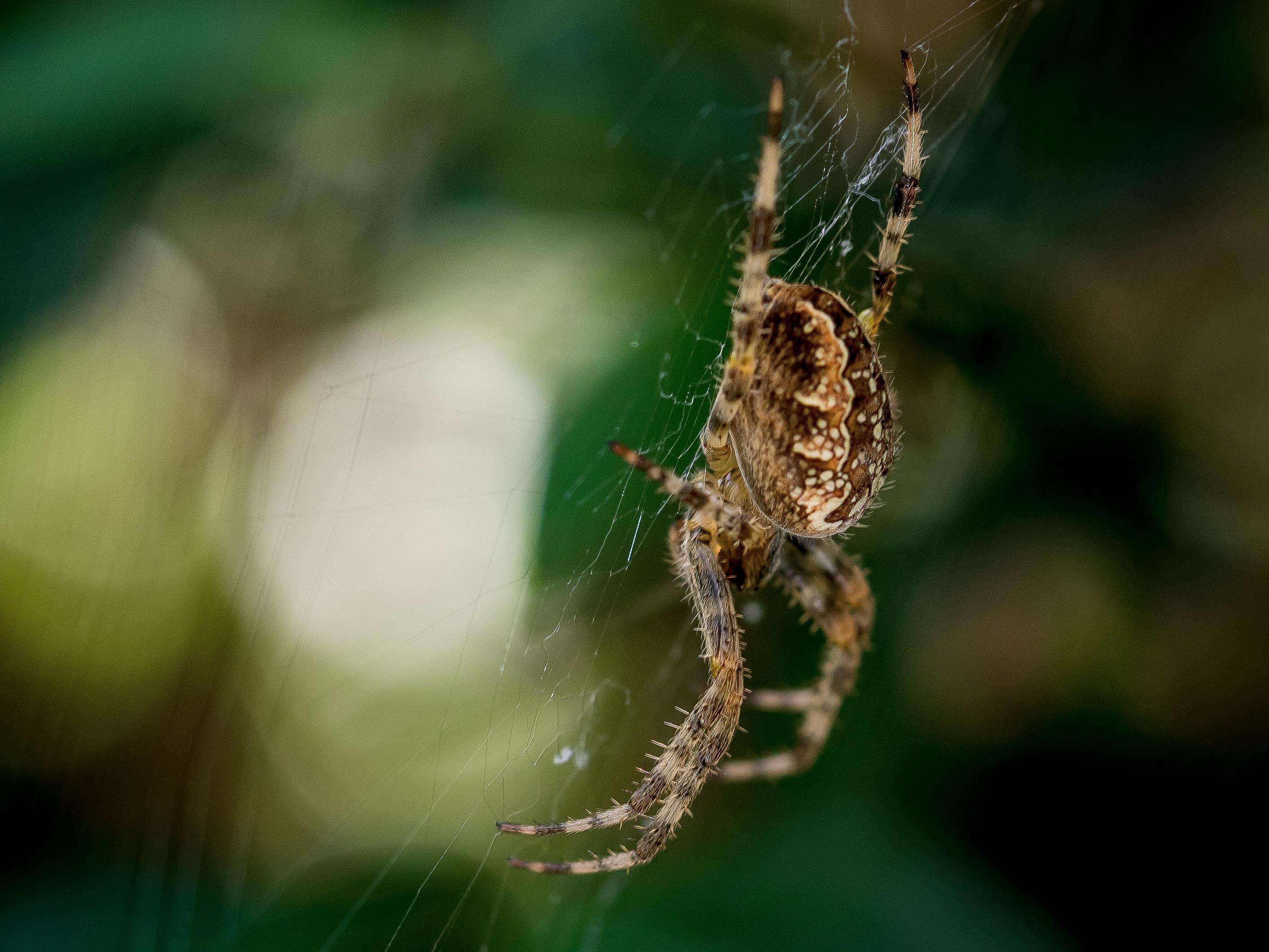 Image of Garden spider