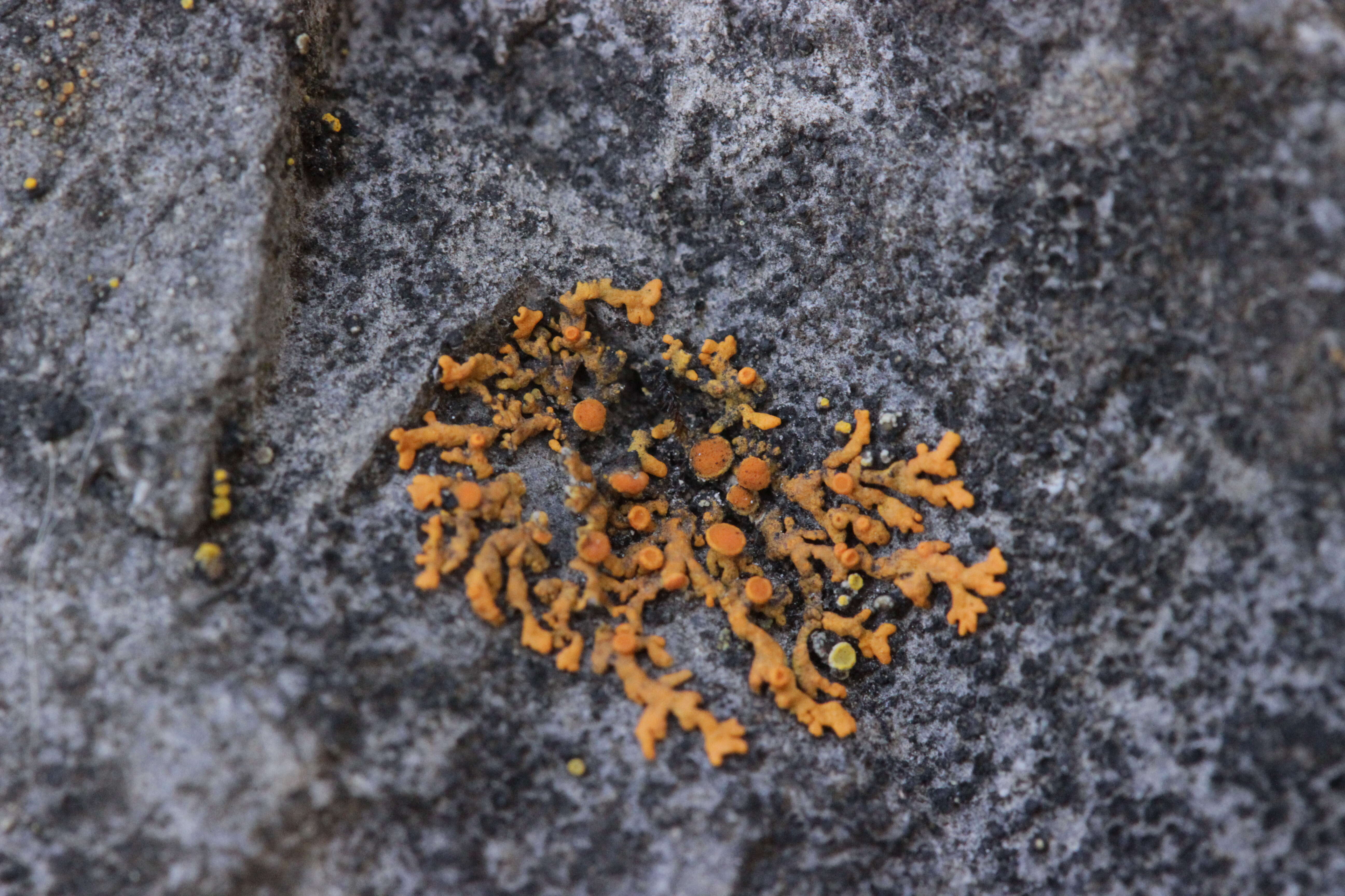 Image of elegant orange wall lichen