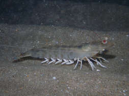 Image of Caramote prawn