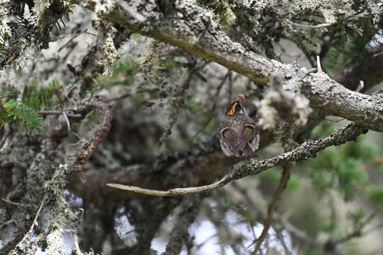 Image of Golden-crowned Kinglet